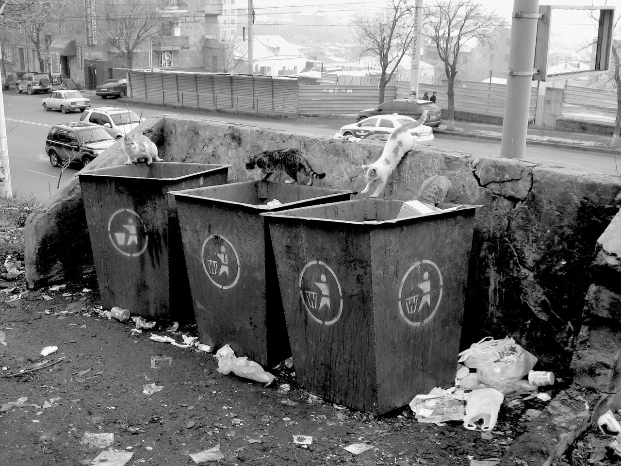 Katzen Foto: Katzen. Aus: Eriwan. Kapitel 6. Aufzeichnungen aus Armenien von Marc Degens.